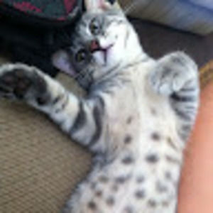 Meet your Posher, Dani